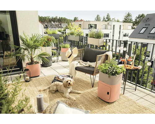 Scène de balcon avec meubles, plantes en pots, tapis et chien