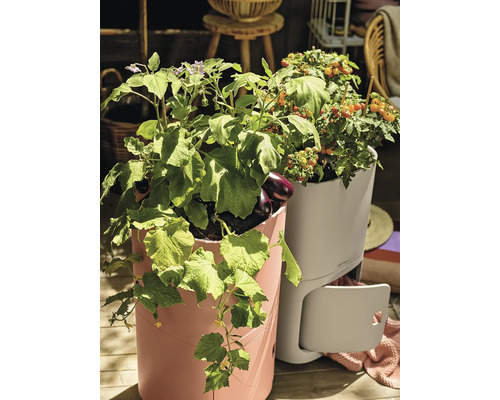 Hochbeete mit Aubergine, Gurke und Tomaten auf einer Terrasse