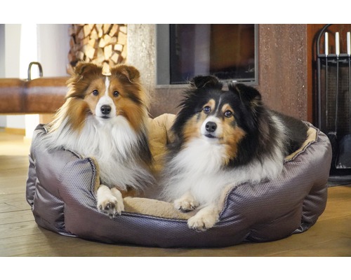 Deux Shelties sont allongés dans un lit pour chien gris.
