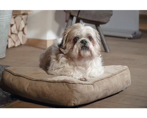 Shih Tzu allongé sur un coussin pour chien