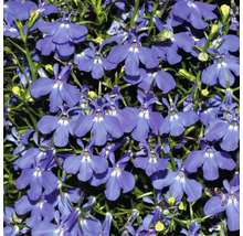 Nahaufnahme von blauen Lobelienblüten