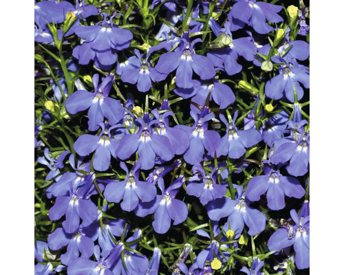 Gros plan sur des fleurs de lobélia bleues