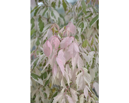 Érable negundo FloraSelf Acer negundo « Flamingo » H 40-60 cm Co 4 l