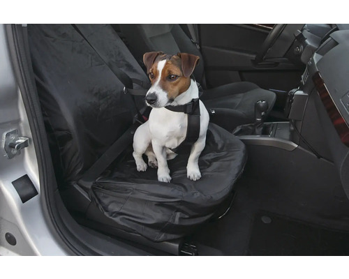 Jack Russell Terrier avec ceinture de sécurité assis sur une housse de siège de voiture