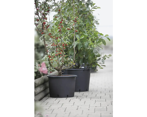 Zwei Kornelkirschbäume in Pflanzgefäßen auf einer Terrasse