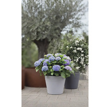 Blau blühende Hortensie in Pflanzgefäß