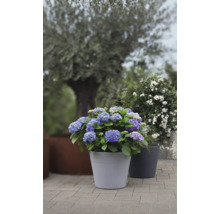 Blühende Hortensie im Topf für den Aussenbereich