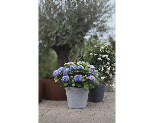 Blühende Hortensie im Topf für den Aussenbereich