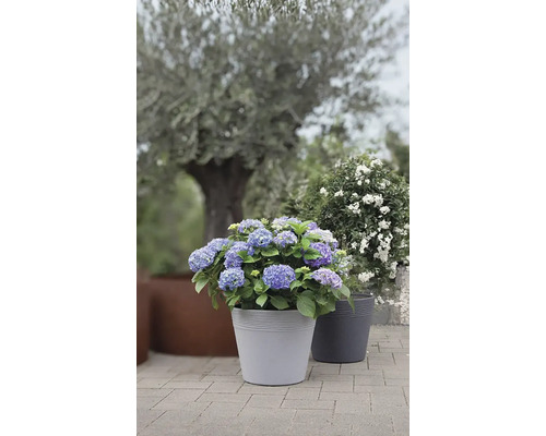 Blühende Hortensie in Pflanzgefäß für den Außenbereich
