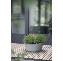 Blumentopf mit bunten Blüten auf Holztisch