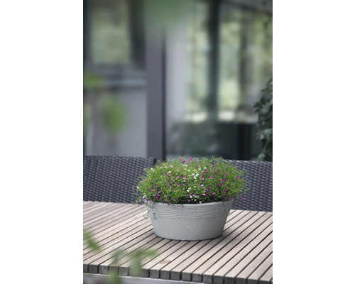 Blumentopf mit bunten Blüten auf Holztisch