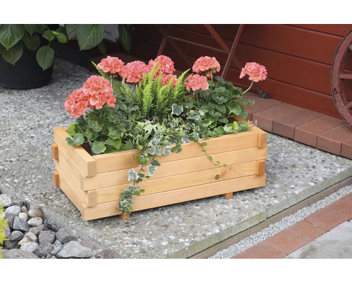 Holzblumenkasten mit Geranien und Grünpflanzen