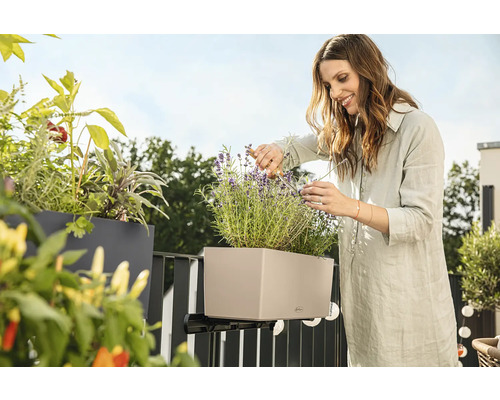 Femme coupant de la lavande dans une jardinière de balcon avec support