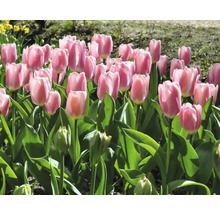 Champ de tulipes roses dans le jardin