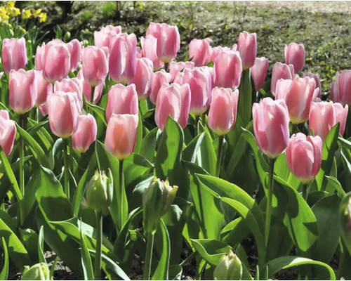 Feld mit rosa Tulpen im Garten