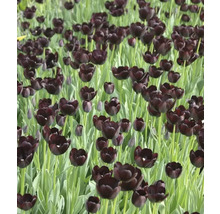 Champ de fleurs de tulipes noires