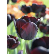 Gros plan d''une tulipe foncée dans le jardin.