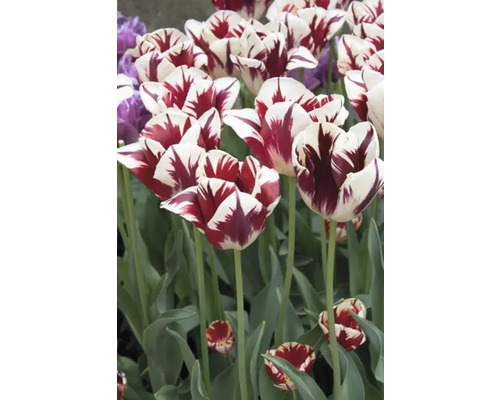 Nahaufnahme von rot gestreiften Tulpen im Garten.