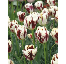 Nahaufnahme von weissen und roten Tulpen im Garten.