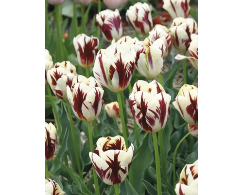 Nahaufnahme von weissen und roten Tulpen im Garten.