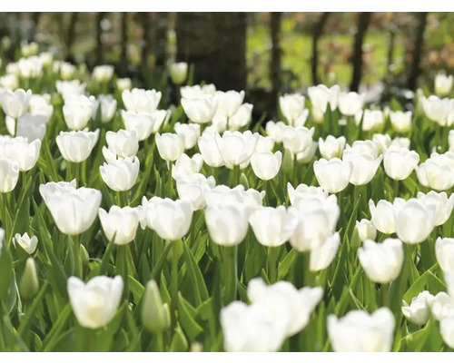 Champ de fleurs de tulipes blanches