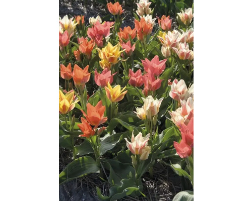 Feld mit mehrfarbigen Tulpen in Gelb, Orange, Weiß und Rosa.
