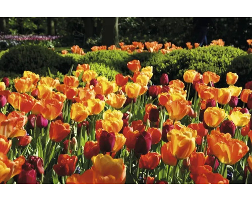 Champ de tulipes dans le jardin