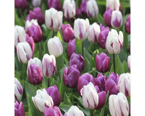 Champ de tulipes violettes et rayées