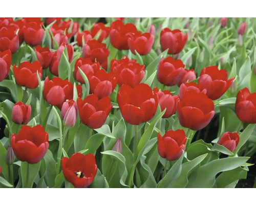 Gros plan de tulipes rouges avec des feuilles vertes