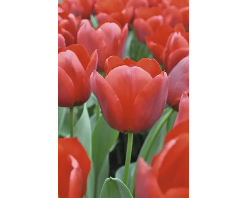 Champ de fleurs de tulipes rouges