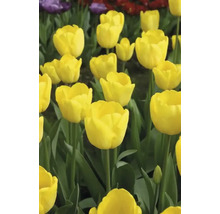Gros plan de tulipes jaunes dans un parterre de jardin.