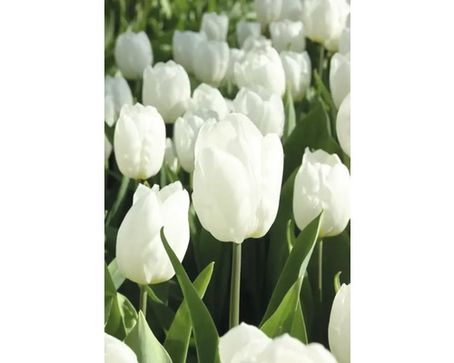 Feld mit weißen Tulpen