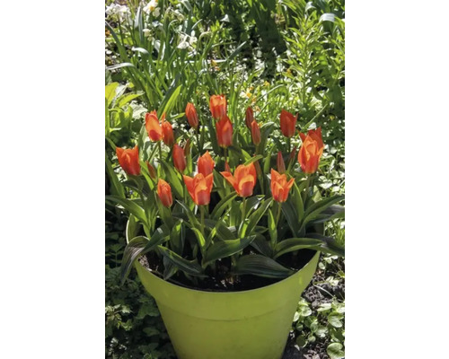 Tulipes dans un pot de fleurs dans le jardin