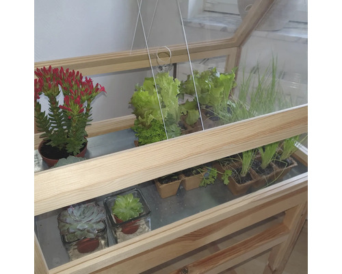 Gewächshaus mit verschiedenen Pflanzen und Kräutern in Töpfen