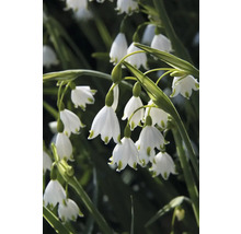 Gros plan de nivéoles avec des fleurs blanches et des tiges vertes