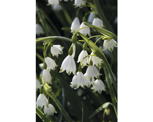 Gros plan de nivéoles avec des fleurs blanches et des tiges vertes