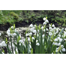 Leucojum aestivum dans un parterre de jardin
