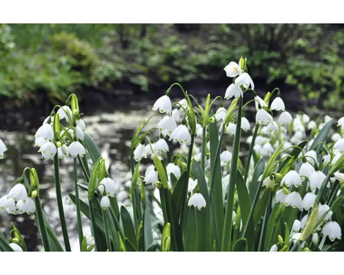 Leucojum aestivum dans un parterre de jardin