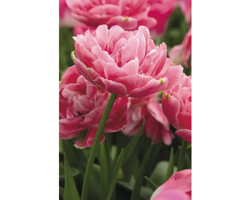 Nahaufnahme von rosa Tulpenblüten