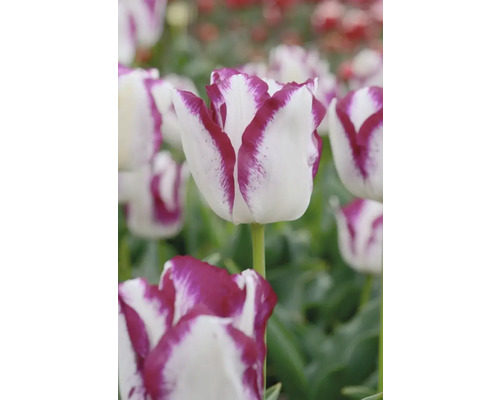 Nahaufnahme einer weiss-violetten Tulpenblüte im Garten.