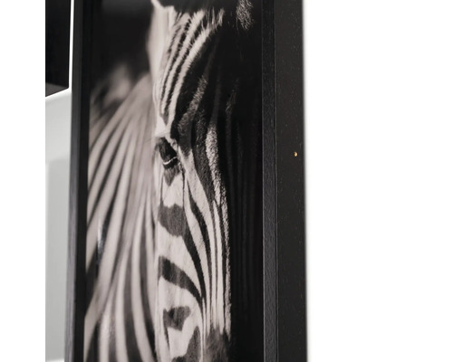 Schwarzweißfotografie eines Zebras in einem Rahmen