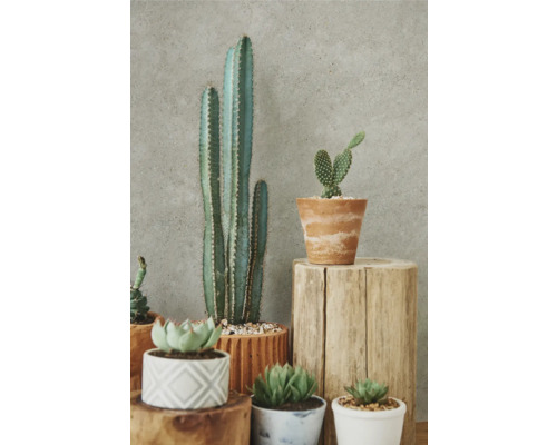 Divers cactus et plantes grasses en pot sur des supports en bois