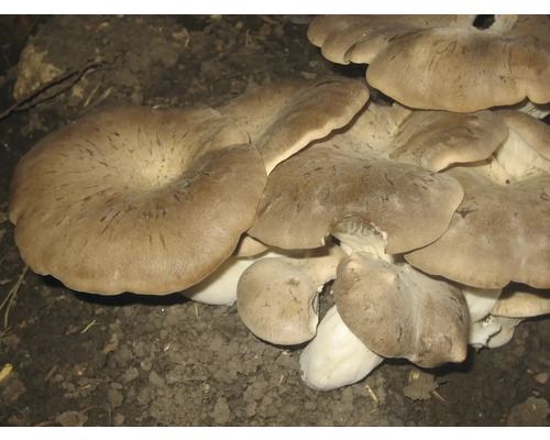 Pleurotes sur le sol