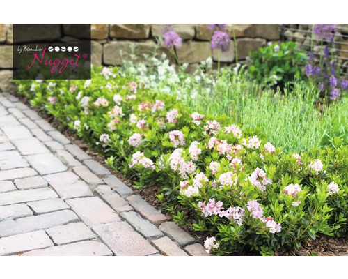 Blühende Zwerg Rhododendron Nugget im Garten