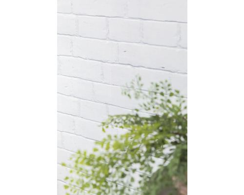 Weiße Ziegelwand mit unscharfer Pflanze im Vordergrund