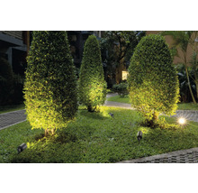 Aménagement paysager de jardin avec éclairage d''arbustes