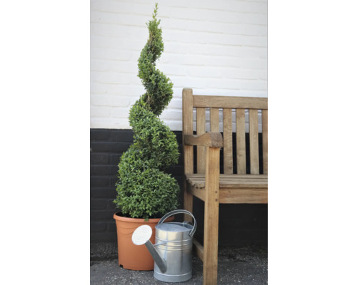 Spiralförmiger Buchsbaum im Topf mit Giesskanne und Holzbank