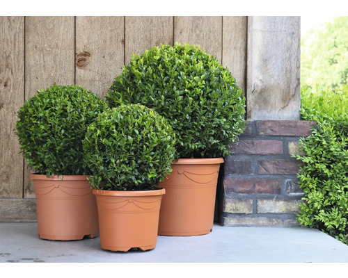 Drei Buchsbäume in Pflanzgefäßen vor einer Holzwand und einer Backsteinmauer