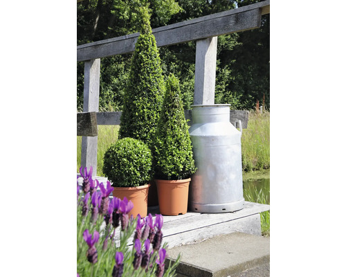 Plantes topiaires décoratives en pot avec un bidon de lait sur un pont en bois