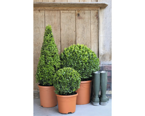 Groupe de plantes de buis en pot et bottes en caoutchouc